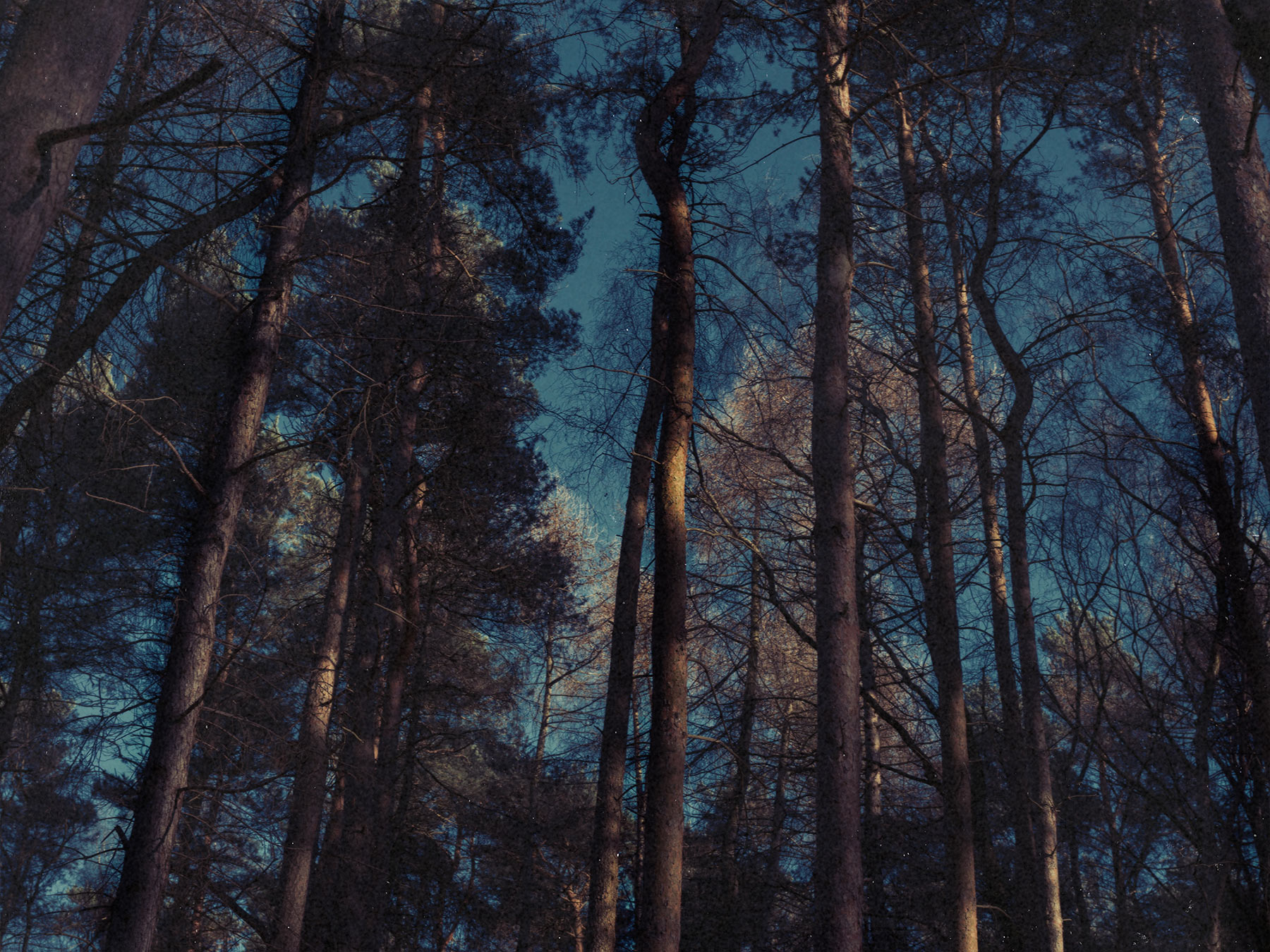 Good Boy Wolf Photographer, filmic landscape,  looking up at tall trees 